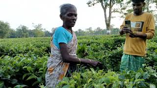 How are tea leaves Collected  Assam Tea garden  চাহ বাগান [upl. by Halima298]