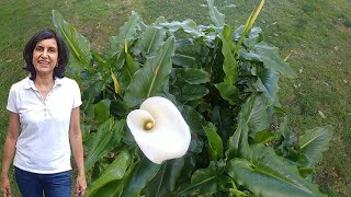 Dividing calla lily with actual results [upl. by Hsepid]