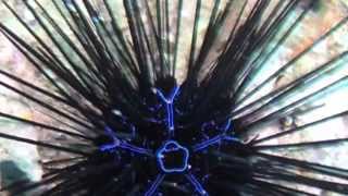 Sea Urchin Facts 18 Facts about Sea Urchins [upl. by Toolis70]