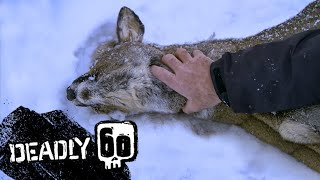 How a Lynx Kills  Deadly 60  BBC Earth Kids [upl. by Ahsad]