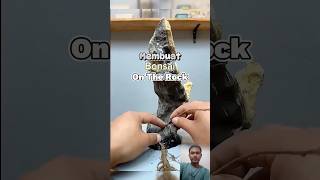 Membuat bonsai OTR bonsai bonsaiindonesia bonsaipemula bonsaisancang bonsaiserut shorts [upl. by Akirdna]