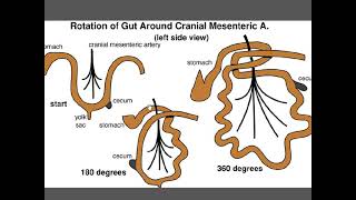 Digestive System Development I Foregut Midgut Hindgut Derivatives [upl. by Vicki109]