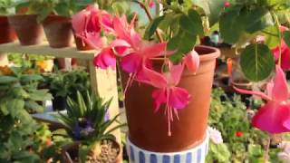 How to form nice looking and good flowering fuchsia plant [upl. by Fullerton]