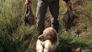 Chasse au petit gibier 202324 faisans lièvres canards  perdreaux [upl. by Damle777]