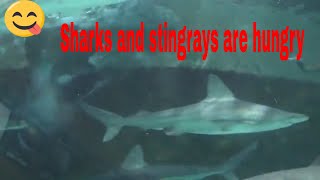 Kattegatcenter  Grenaa  Denmark  Feeding of sharks and stingrays [upl. by Annairda]