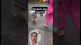 Paraguas para mascota reels tendencias paraguas mascotas tendencias reelsvideo reels [upl. by Yorztif978]