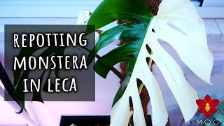 Repotting my Monstera Variegata in LECA amp self watering for now 🤔 [upl. by Enelyam]