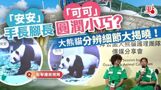 （有片）「安安」手長腳長「可可」圓潤小巧？大熊貓分辨細節大揭曉！ [upl. by Ahgem]