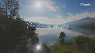 The Story of Tea  Dilmah Tea [upl. by Asyar]