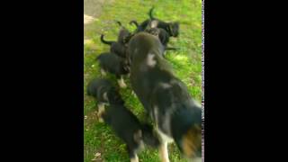 Adorable Purebred German Shepherd Puppies [upl. by Grearson]