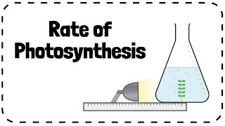 Investigating Rate of Photosynthesis Pondweed Required Practical  GCSE Biology Revision [upl. by Ennaylime837]