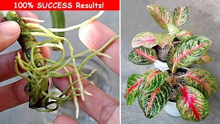 3 EASIEST Ways To Propagate Aglaonema Plant [upl. by Eanwahs]