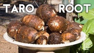 Growing Taro Root Plant  Tips amp Harvest [upl. by Aiuqal]