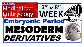 Langman Chapter06PartII  MESODERM Derivatives  Embryonic Period 3rd to 8th Week [upl. by Amary]