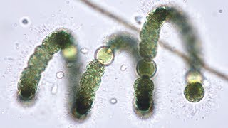 Bluegreen Algae Cyanobacteria from Pond to Lab  Pondlife Episode 2 [upl. by Bessy492]