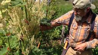 How to Grow Turkey Rhubarb with Michael Pilarski quotSkeeterquot [upl. by Keffer514]