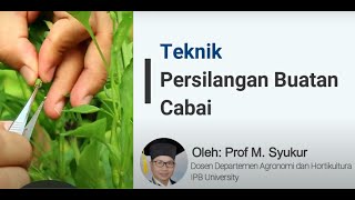 Teknik Persilangan Buatan Cabai [upl. by Kendricks100]