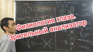 Физиология глаза Зрительный анализатор Physiology of the eye Visual analyzer [upl. by Eibrad]