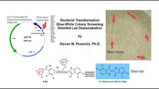 Bacterial Transformation and XL1 BlueWhite Screening Lab [upl. by Allebram528]