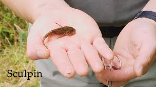 Freshwater bites sculpin vs round goby [upl. by Pittel]