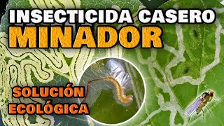 Elimina el Gusano MINADOR de las Hojas y de los Cítricos  Insecticida CASERO para Plantas [upl. by Eirrehs]