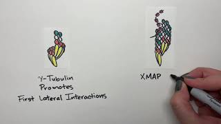 Building the cytoskeleton Molecular mechanisms of microtubule nucleation [upl. by Shaughnessy810]