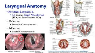 Anesthesiology Keyword Review  ENT Anesthesia  Dr Schell [upl. by Ehling220]