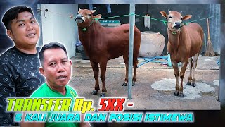 Akankah jadi Transfer akhir tahun Sapi Kerap dengan Harga Fantastik [upl. by Newbill207]