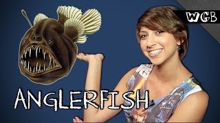 7 Bizarre Facts About Anglerfish [upl. by Anawat]