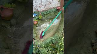 Limpeza do lago💦🐠limpeza asmr lagoornamental jardim fyp viralshort [upl. by Gaspar]