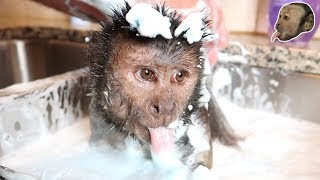 Capuchin Monkey Takes FOAMY Bubble Bath [upl. by Amery]