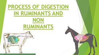 Digestion in Ruminants and Non Ruminants  Process of Digestion  Gastrointestinal Physiology [upl. by Redvers]