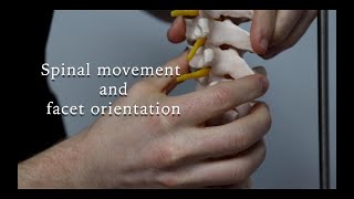 What does facet orientation have to do with spinal movement [upl. by Ewen]