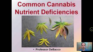 Common Cannabis Nutrient Deficiencies [upl. by Anaoy867]