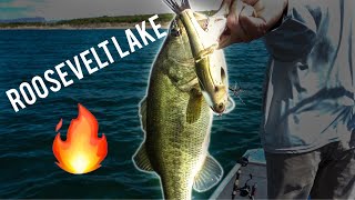 Roosevelt Lake is on FIRE  Arizona Bass Fishing [upl. by Adnilre417]