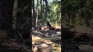 Bear charging toward park ranger bearlife wildlife nature love [upl. by Wakeen472]