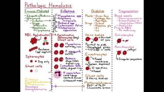 Hemolysis  Fragmentation HD [upl. by Mort]