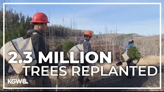 Oregon Department of Forestry finishes Santiam reforestation project [upl. by Fraze]