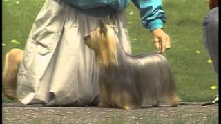 Silky Terrier  AKC Dog Breed Series [upl. by Seigel]