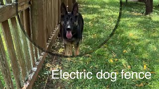 DIY Electric fence install and setup for a German Shepherd [upl. by Katha98]