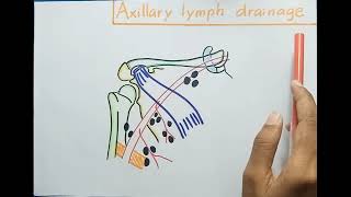 Axillary Lymph Nodes  Anatomy [upl. by Aurelius961]