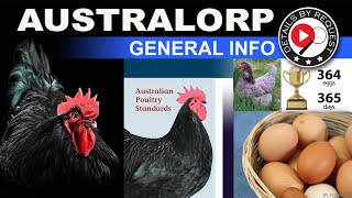 AUSTRALORP Chickens  General Info [upl. by Anahc540]