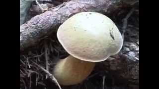 Boletus luridus Conoscere i funghi 09092014 [upl. by Cristy168]