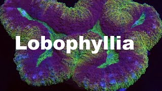 Lets talk corals Lobophyllia [upl. by Nwahsem]