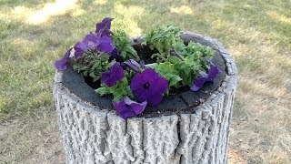 Turn a Stump Into a Planter [upl. by Ynnod]