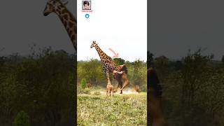 Lions fighting giraffesanimal fighting power competition animal world wonderful moments animal [upl. by Iny985]