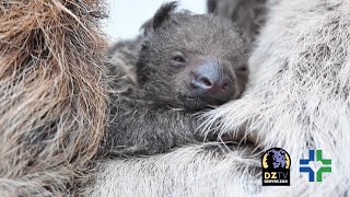 Slow Clap Our Baby Sloth Is Finally Here [upl. by Damiani]