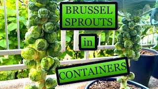 Growing Brussel Sprouts in Small Containers Planting to Harvest [upl. by Thorner]