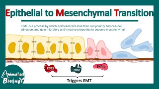 Epithelial to Mesenchymal Transition  EMT  Molecular mechanism of EMT  significance of EMT [upl. by Edda]