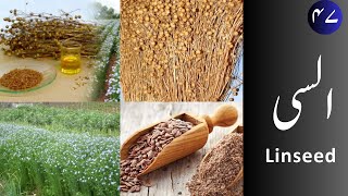 Alsi السی  Linseed uses and properties [upl. by Ahsinhoj352]